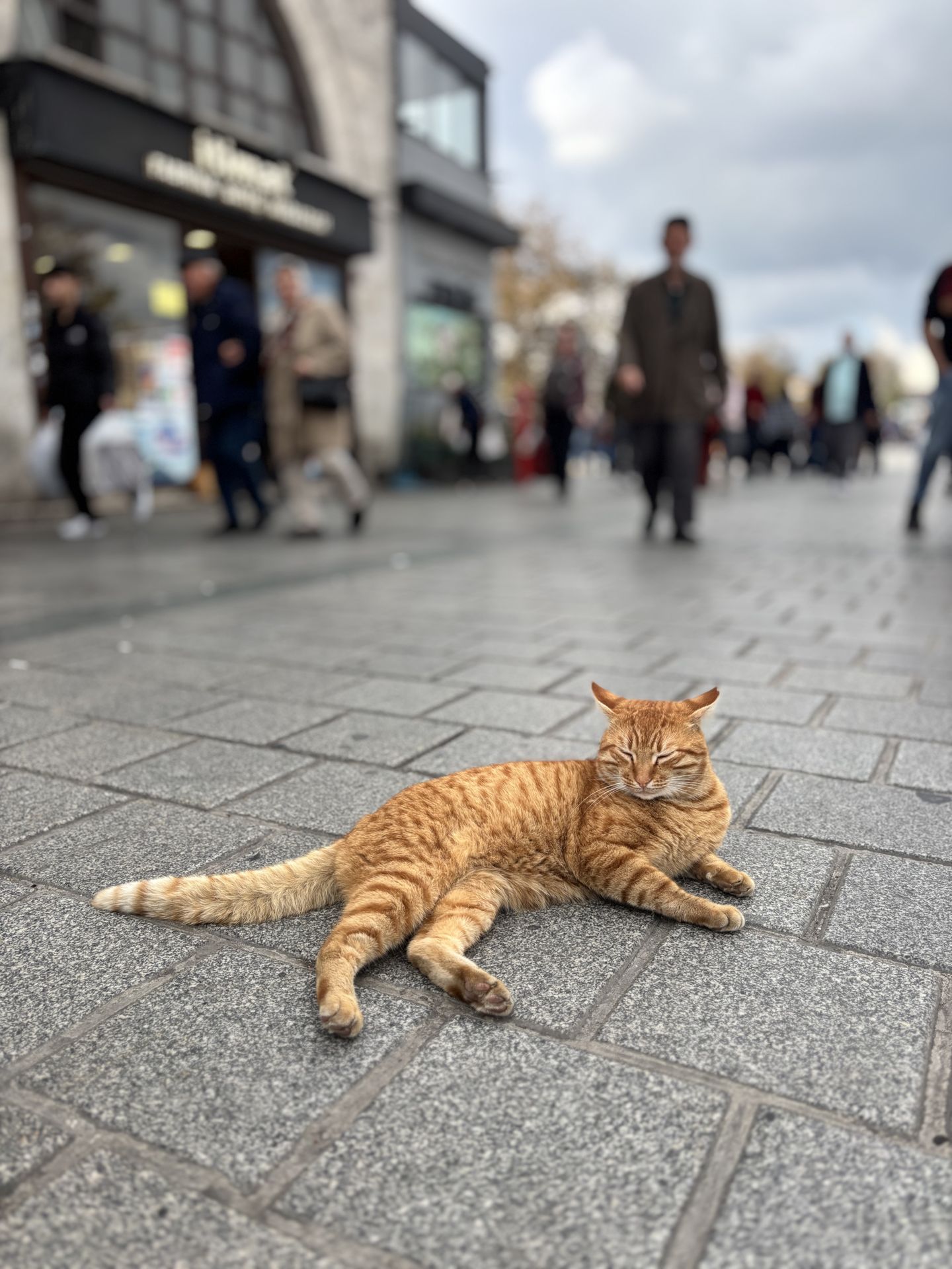 Kedi Figürü