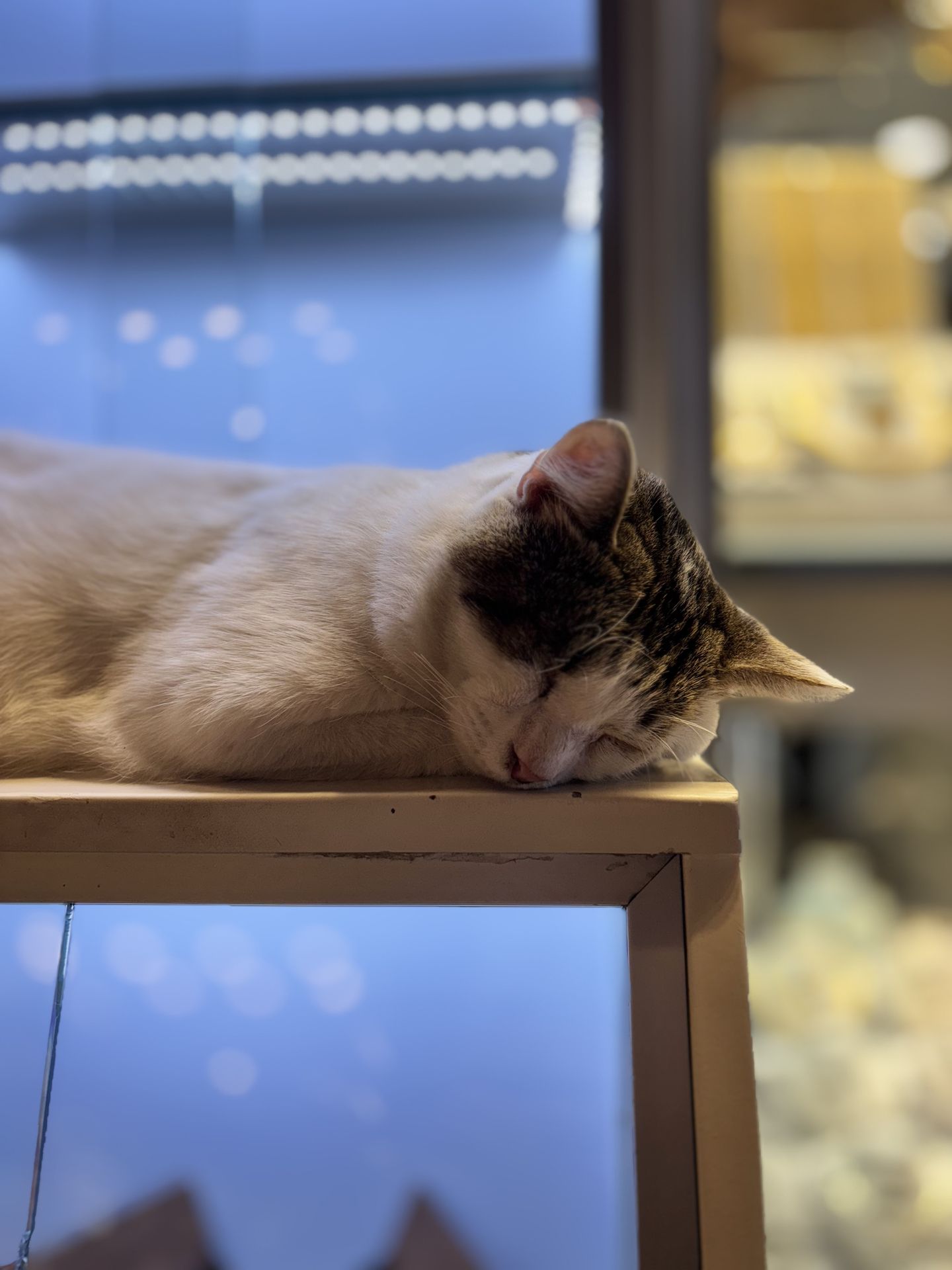Kedi Figürü